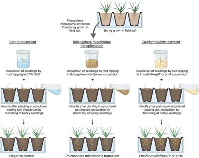 Barley Rhizosphere Microbiome Transplantation – A Strategy to Decrease Susceptibility of Barley Grown in Soils With Low Microbial Diversity to Powdery Mildew